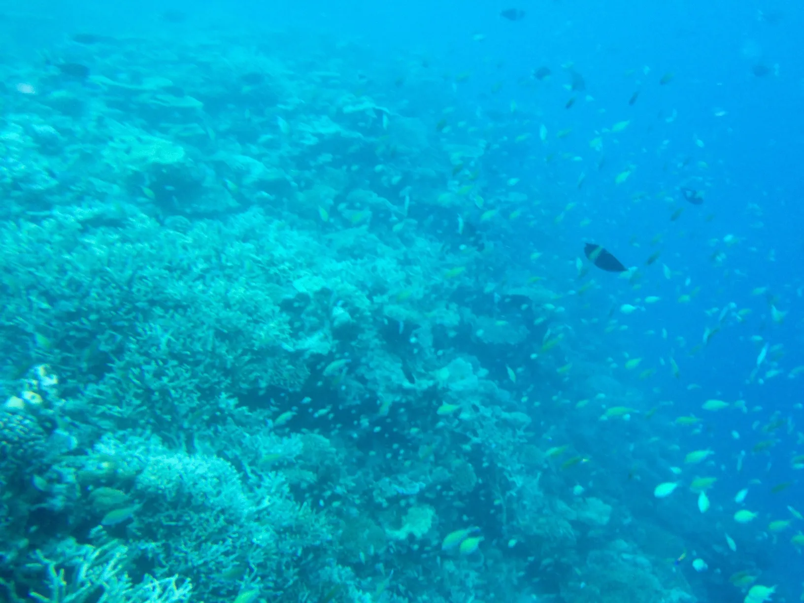 大群の魚たち